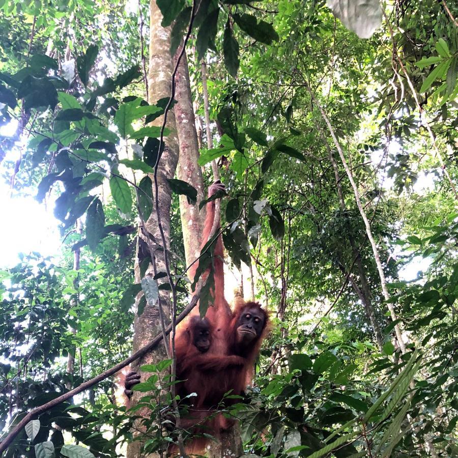 Thomas' Retreat Bukit Lawang Hotell Eksteriør bilde